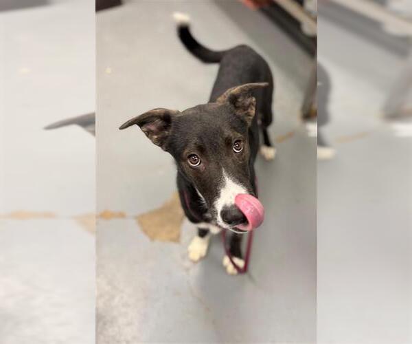 Medium Photo #1 German Shepherd Dog-Unknown Mix Puppy For Sale in Peoria, IL, USA