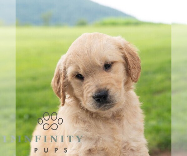 Medium Photo #4 Golden Retriever Puppy For Sale in NEWPORT, PA, USA