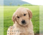 Small #3 Golden Retriever