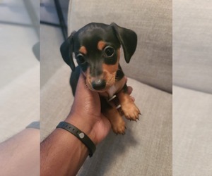 Dachshund Puppy for sale in FOREST ACRES, SC, USA