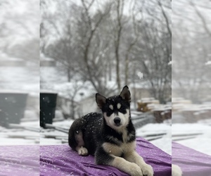 Siberian Husky Puppy for Sale in ANTIOCH, Tennessee USA