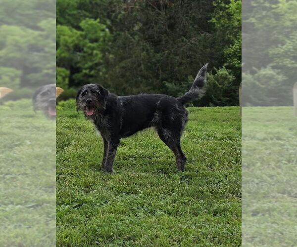 Medium Photo #1 Aussiedoodle Puppy For Sale in Aurora, IN, USA