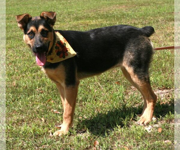 Medium Photo #2 German Shepherd Dog-Unknown Mix Puppy For Sale in Attalka, AL, USA