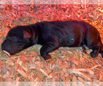Small Photo #5 Labrador Retriever Puppy For Sale in SAN JOSE, CA, USA
