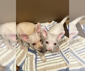 Chihuahua Puppy for sale in STKN, CA, USA