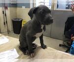 Small American Pit Bull Terrier