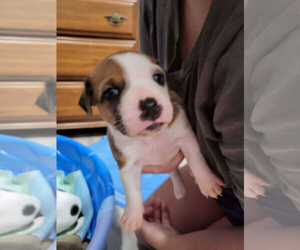 Medium Photo #1 American Pit Bull Terrier-Unknown Mix Puppy For Sale in Oakhurst, NJ, USA