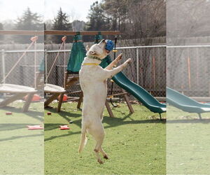 Sinatra - Male American Bulldog Dog for Adoption - Photo #5