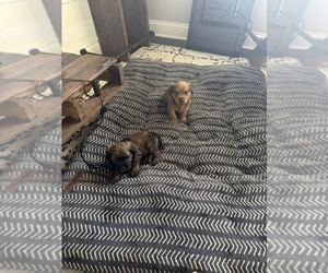 Wire Hair Snauzer Puppy for sale in JEFFERSON, GA, USA