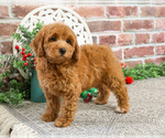 Small #4 Goldendoodle