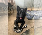 Small Photo #4 Border Collie-Unknown Mix Puppy For Sale in Bellevue, WA, USA