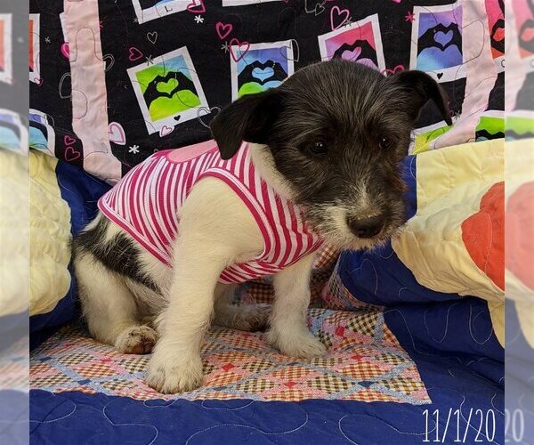 Medium Photo #9 Mutt Puppy For Sale in Apple Valley, CA, USA