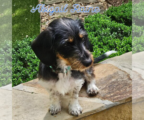 Medium Photo #4 Dachshund-Unknown Mix Puppy For Sale in San Antonio, TX, USA