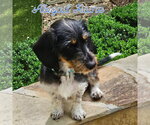 Small #3 Dachshund Mix