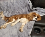 Small Photo #1 Aussalier Puppy For Sale in ATHOL, ID, USA