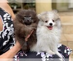 Small Photo #5 Pomeranian Puppy For Sale in WINDERMERE, FL, USA