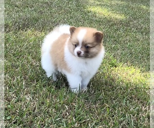 Pomeranian Puppy for sale in STRINGER, MS, USA