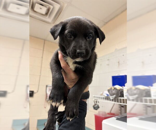 Medium Photo #1 Mutt Puppy For Sale in Oklahoma City, OK, USA