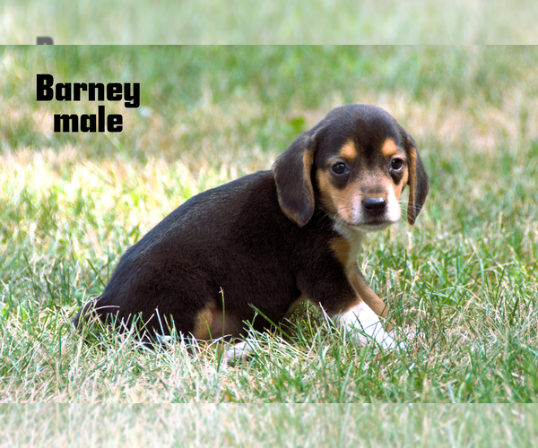 Medium Photo #3 Beagle Puppy For Sale in CLARE, MI, USA