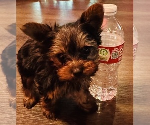 Yorkshire Terrier Puppy for sale in BROOKHAVEN, MS, USA
