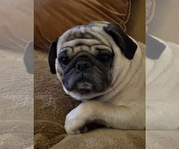 Medium Photo #1 Pug Puppy For Sale in Elizabeth City, NC, USA