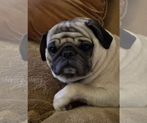 Pug Dogs for adoption in Elizabeth City, NC, USA