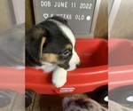 Small Photo #40 Welsh Cardigan Corgi Puppy For Sale in SUN PRAIRIE, WI, USA