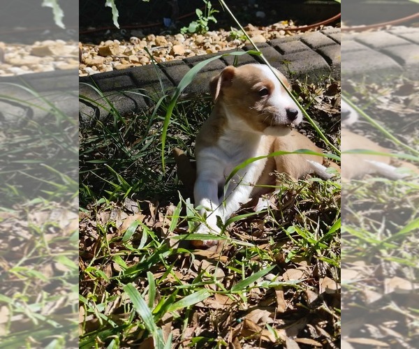 Medium Photo #1 Jack Chi Puppy For Sale in MINNEOLA, FL, USA