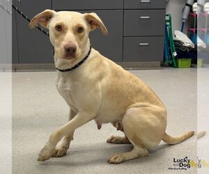 Koko - Female Labrador Retriever-Unknown Mix Dog for Adoption - Photo #2
