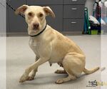 Small Photo #2 Labrador Retriever-Unknown Mix Puppy For Sale in Washington, DC, USA