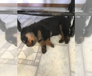 Rottweiler Puppy for sale in CARSON, WA, USA