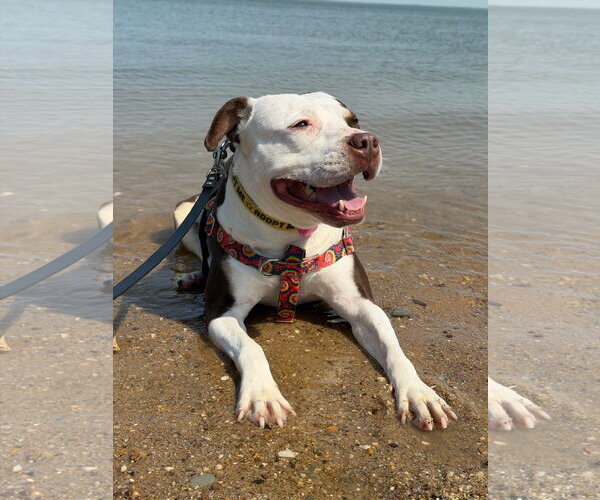 Medium Photo #15 American Pit Bull Terrier-Unknown Mix Puppy For Sale in Alexandria, VA, USA