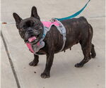 Small #2 French Bulldog