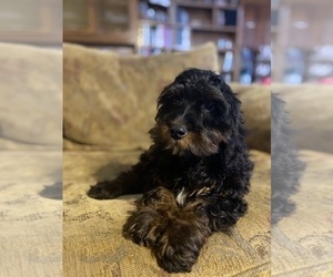 Cock-A-Poo Puppy for sale in MURFREESBORO, AR, USA