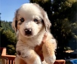 Puppy OPIE Miniature Australian Shepherd