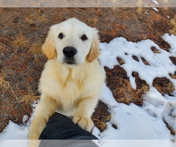 Medium Photo #1 English Cream Golden Retriever Puppy For Sale in PEYTON, CO, USA