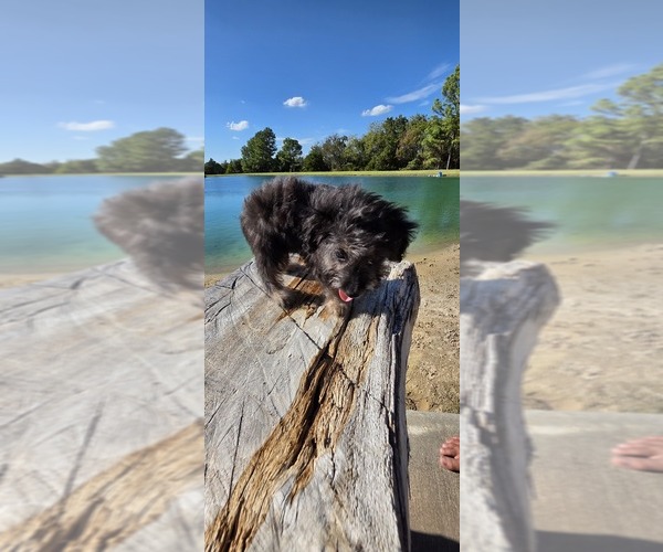 Medium Photo #10 Aussiedoodle Toy Puppy For Sale in JONES, OK, USA
