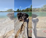Pup Pup - Male Aussiedoodle Toy Puppy for Sale - Photo #10