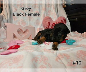 Doberman Pinscher Puppy for sale in CLINTON, OH, USA