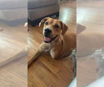 Small Boxer-Chinese Shar-Pei Mix