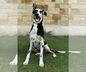 German Shepherd Dog-Great Dane Mix Dogs for adoption in PIPE CREEK, TX, USA