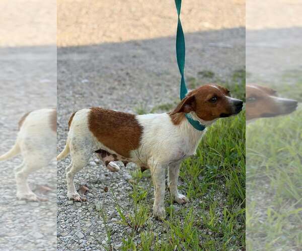 Medium Photo #1 Jack Russell Terrier-Unknown Mix Puppy For Sale in Aurora, IN, USA