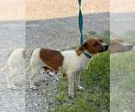 June Buggy - Female Jack Russell Terrier-Unknown Mix Dog for Adoption - Small photo