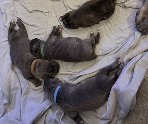 Cane Corso Puppy for sale in MOUNT MORRIS, MI, USA