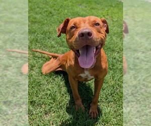 American Staffordshire Terrier-Unknown Mix Dogs for adoption in San Antonio, TX, USA