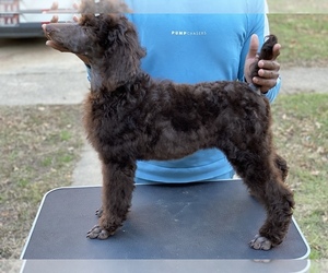 Poodle (Standard) Puppy for sale in INDEPENDENCE, KS, USA
