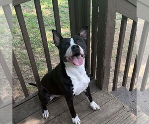 Mutt Dogs for adoption in Yardley, PA, USA