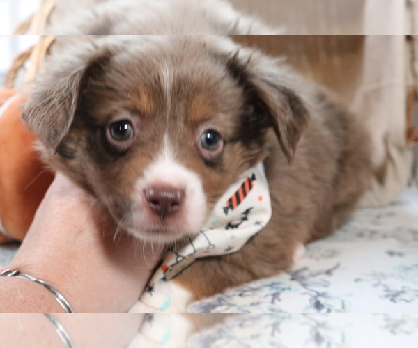Medium Photo #2 Miniature Australian Shepherd Puppy For Sale in STAFFORD, VA, USA