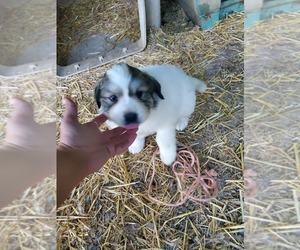 Great Pyrenees Puppy for sale in VANLEER, TN, USA