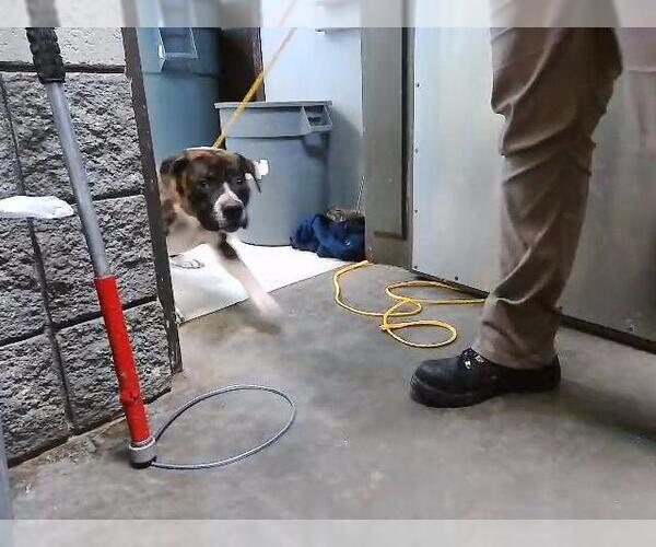 Medium Photo #1 Mutt Puppy For Sale in Tulsa, OK, USA